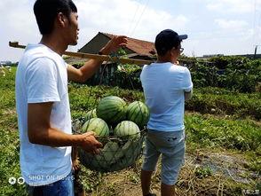 吃瓜论坛骄阳似火,吃瓜论坛热议焦点揭秘